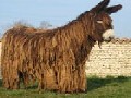 /98c6adb0c5-poitou-donkey-the-rarest-least-known-breed