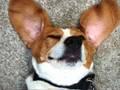 /4bb0055fd1-very-funny-dogs-7