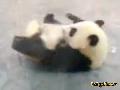 Panda: Auf der Flucht!