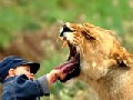 I Dare to Pull the Lion's Tooth!