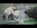 Die Eisbären Yoghi & Giovanna - Tierpark Hellabrunn München