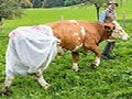 http://www.inspirefusion.com/nappy-wearing-cows-in-germany/