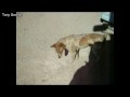 Dog Chasing Shadows Funny Compilation