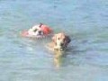 English Bulldog Swimming in Ocean