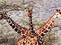 http://www.inspirefusion.com/three-headed-giraffe/