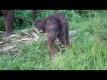 /037eace297-baby-elephants