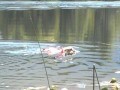 English Bulldog swimming in Lake