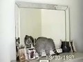 Spiegel Katze