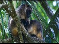 Unique video of tree kangaroos
