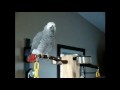 Funny parrots imitating