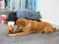 Funny Dog Beggar