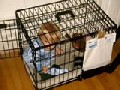 Oh, baby imprisoned in cage - WTF Parents