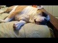 English Bulldog Sleeping, Twitching, and Snoring