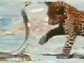 Leoparden Baby vs. Cobra