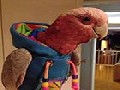 http://www.inspirefusion.com/parrot-wearing-hoodie/
