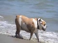 Bulldog at Butterfly Beach