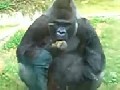 Neue Gorilla Diät?