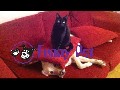 Animal Videos || Dog Afraid of Cat So Cute || Funny Animals