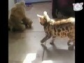 Bengal Katze vs. Tiger