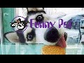 Funny Animals - Funny Dogs and Cat ,Funny Video - Funny Pran