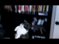 Epic Cat Battle: Otto vs. Egon- Bookshelf Battle