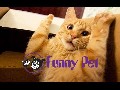 Best Funny Animals Vines compilation New ✔