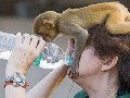 http://www.welaf.com/13439,monkey-robber.html