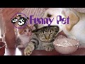 /27cfb695c6-funny-videos-funny-cats-funny-pranks-funny-animals-vid