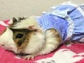 /aeed549f4d-the-latest-fashions-for-glamorous-guinea-pigs