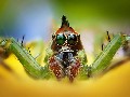 http://photographyinspired.com/important-tips-macro-photography.php