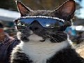 http://www.inspirefusion.com/cute-cat-posing-with-glasses/