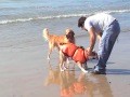 English Bulldog & Golden Retriever playing at the Beach