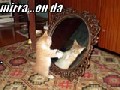 Mirror, Mirror, Who Is the Cutest Cat?