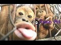 Funny pet compilation 2015 ✔