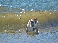 Bulldog at Carmel Beach