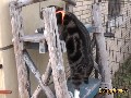 Cliffhanger Katze