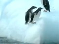 Pinguin Extrem Sport