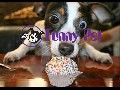 /7bdd4aa7f8-best-funny-animals-compilation-2015