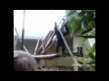 Affe springt gegen Fenster