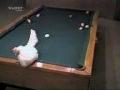 Funny Chicken playing pool game( egg pool ), extreme funny