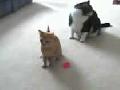 Katze vs. Laser
