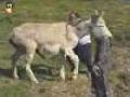 /54b1475a00-horny-donkey