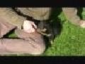 Baby Rottweiler Kiera Video 2 Play