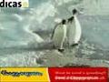 /3384c8b483-armer-pinguin