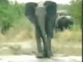 Elefant rutscht aus
