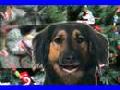 Christmas Song byTwo Dogs & a Cat