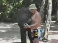 Dumbo knocks out old Man
