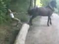 Horse Fights Back