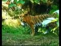 Wundervolle Tigerwelt