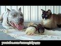 AMAZING! PitBull, Cat & Chicks! "I Want You to Want Me"